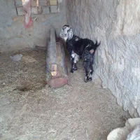 فروش بز کهری باکهره نر و یک نزار