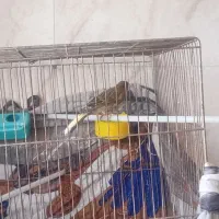 پرنده