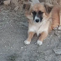 سگ پاکوتا خانگی ماده