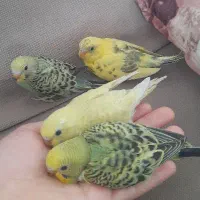جوجه مرغ عشق هادیشهر