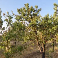 باغ-مهردشت