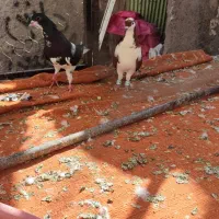 ساده سیاه