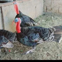بوقلمون