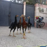 جوجه لاری
