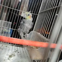 عروس‌هلندی