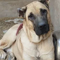 لاس تربتی