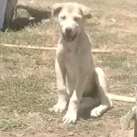 سگ خوبی هست