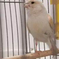 قناری سفید ماده
