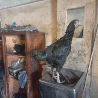 مرغ لاری نسل