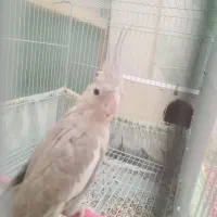 عروس هلندی ماده ۶تخم معاوضه مرغ