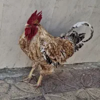 خروس|حیوانات مزرعه|جهرم, |دیوار