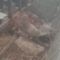 کفتر کبوتر
