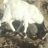 کره ی گوسفندی بز .لچ گوسفند
