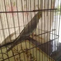 عروس هلندی