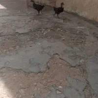 جوجه مرغ و خروس