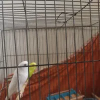 مرغ عشق با فقس