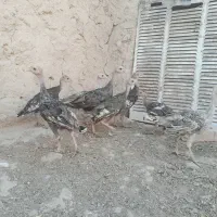 فروش جوجه بوقلمون ۵ و ۶ ماهه سالم و سرحال