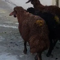 بره نر برای عید قربان گوسفند