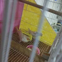 عروس هلندی جنس نوتیلو نر