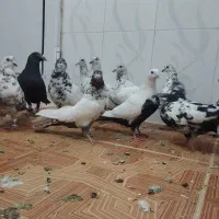 19 عدد کبوتر همه جوره غریب بضمانت پرش