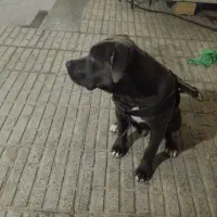 پیت بول ۵ماهه اصل به قیمت
