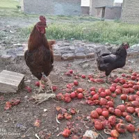 خروس محلی و سلطان