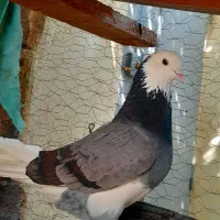 کفتر پرشی شازده سبز