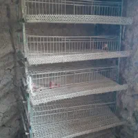 قفس بلدرچین