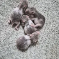 بچه همستر ۱۶ روزه و ۱۳ روزه