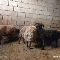 بره نروماده