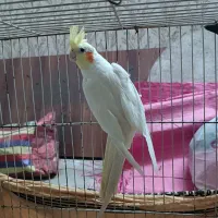 عروس هلندی