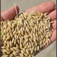 بذر برنج شیرودی و خزر (تخم جو)