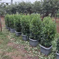 یاس هلندی جعبه 40 مناسب محوطه سازی