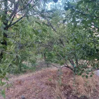 باغچه-باصفا-در-کنار-سد-علویان-بفروش-می-رسد