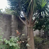 نخل یوکا به صورت شاخه ایی نیز بفروش می رسد