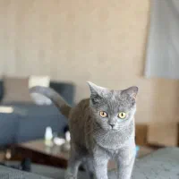 گربه ۵ماهه