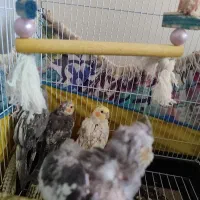 جوجه عروس هلندی