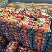 خریدار میوه آلو