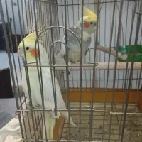 عروس هلندی