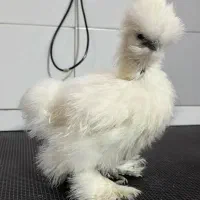 جوجه ابریشمی اصل کوپال