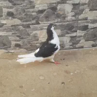 کفتر یا کبوتر