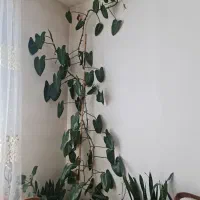 گل اپارتمانی فیلودندرون خیلی بزرگ