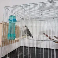 طوطی برزیلی نر