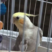 عروس هلندی جوان