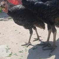 بوقلمون