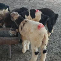 فروش۵عدد بره نر