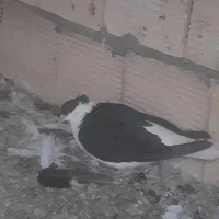 دوبال