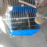 یک جفت عروس هلندی