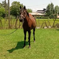 اسب|اسب و تجهیزات اسب‌سواری|شاندرمن, |دیوار