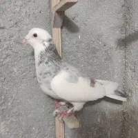 صید نر پرشی قلدر، ابلغ هفترنگ، سبز آلمانی